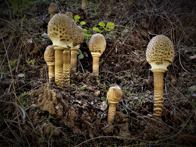 DSCN5171  Coprinus comatus.JPG