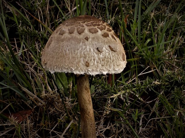 RSCN0198  Coprinus comatus.JPG