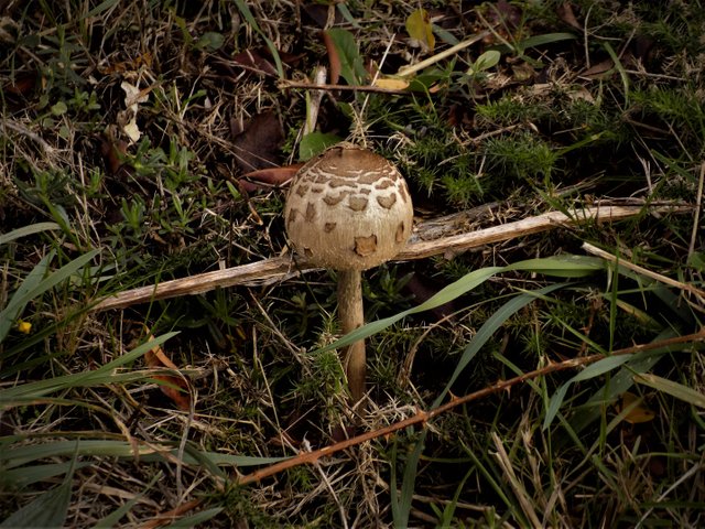 DSCN5551  Coprinus comatus.JPG