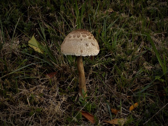 DSCN5550  Coprinus comatus.JPG