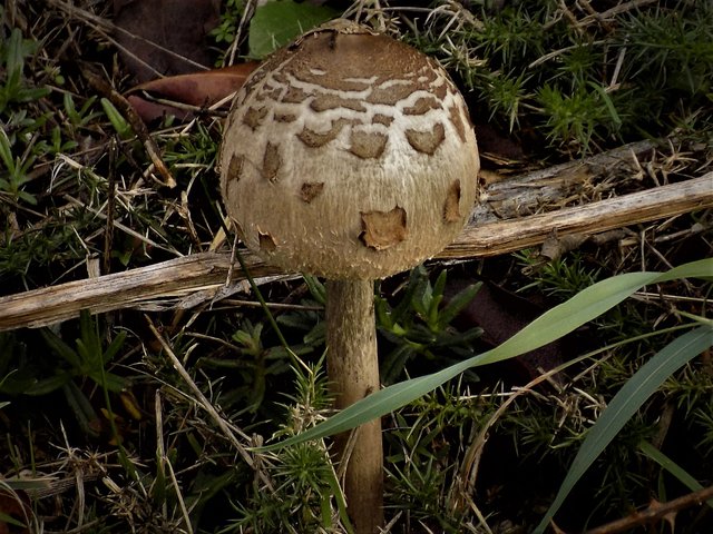 RSCN0197  Coprinus comatus.JPG