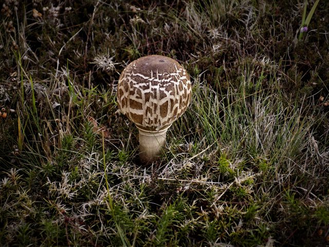 DSCN5179  Coprinus comatus.JPG