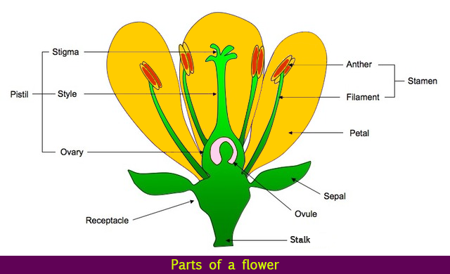 partsofaflower.png