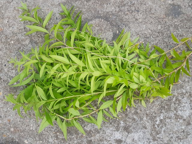 Preserving Lemon Verbena