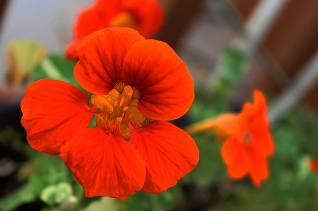 nasturtium686987_1280.jpg