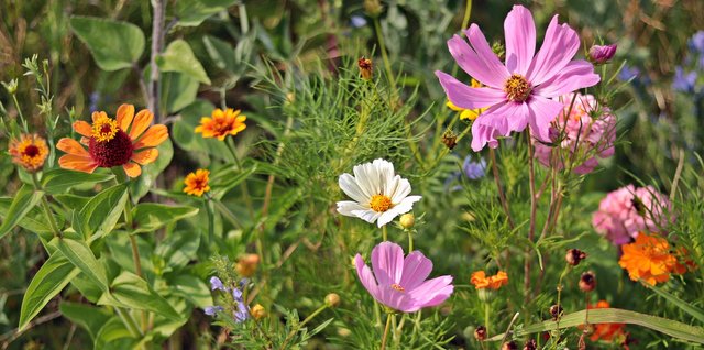 wildflowers3592934_1920.jpg