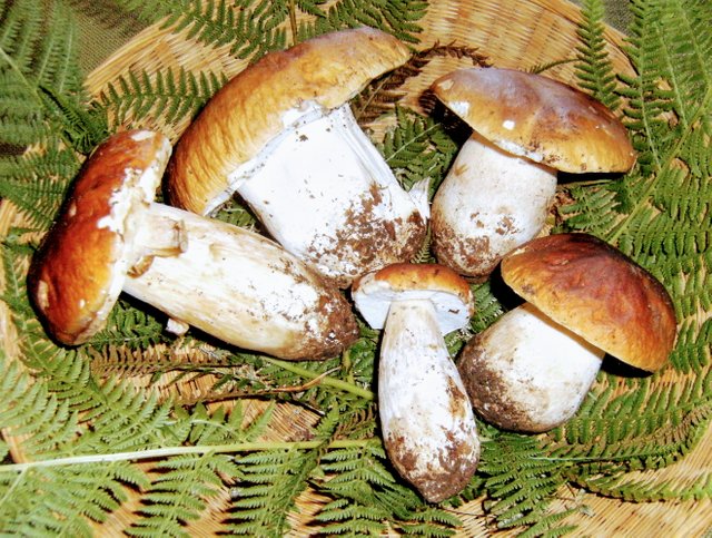 porcini.JPG