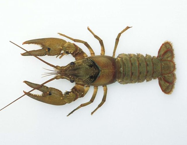 spothanded_crayfish_71615.jpg