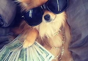 puppy with money cool.jpeg