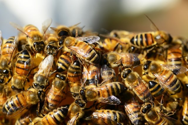 honeybees326334_1920.jpg