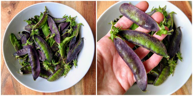 Purple Snow Peas.jpg