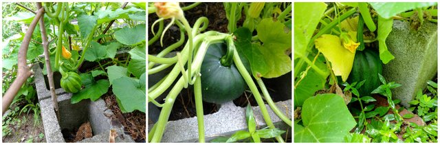 Acorn Squash 618.jpg