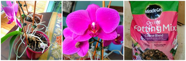 orchids.jpg