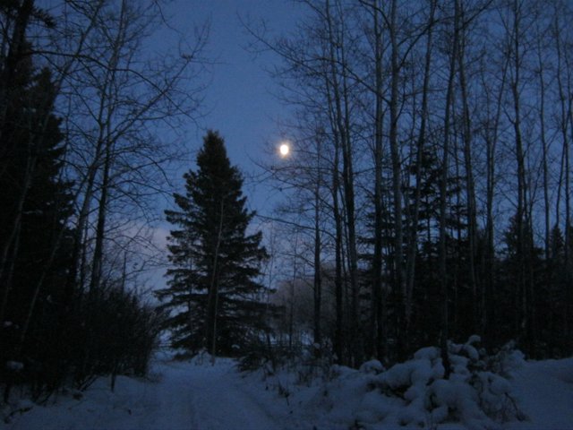 full moon by big spruce at the end of the lane.JPG