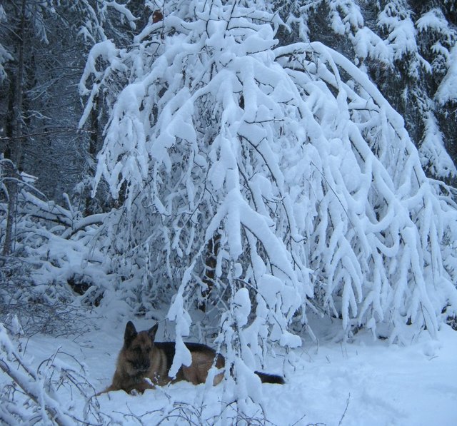 Bruno under lovely snow laden tree.JPG