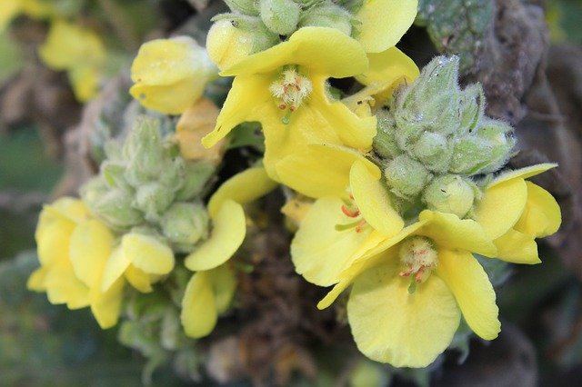 mullein flowers.jpg