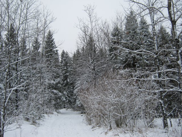 looking down at head of the lane with snowy trees.JPG