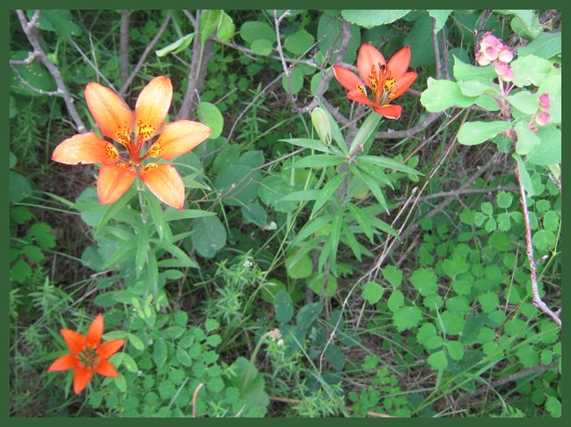Tiger Lily blooms by Saskatoon berry bushes.JPG