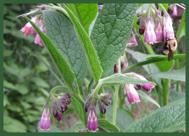 Bumble bee on comfrey flower.JPG