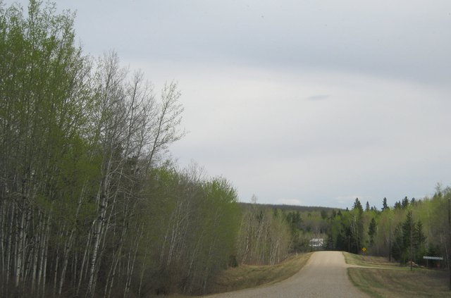 flush of green showing on parkvalley road by turn to Dumble.JPG