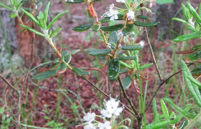 Labrador tea fleaves.JPG