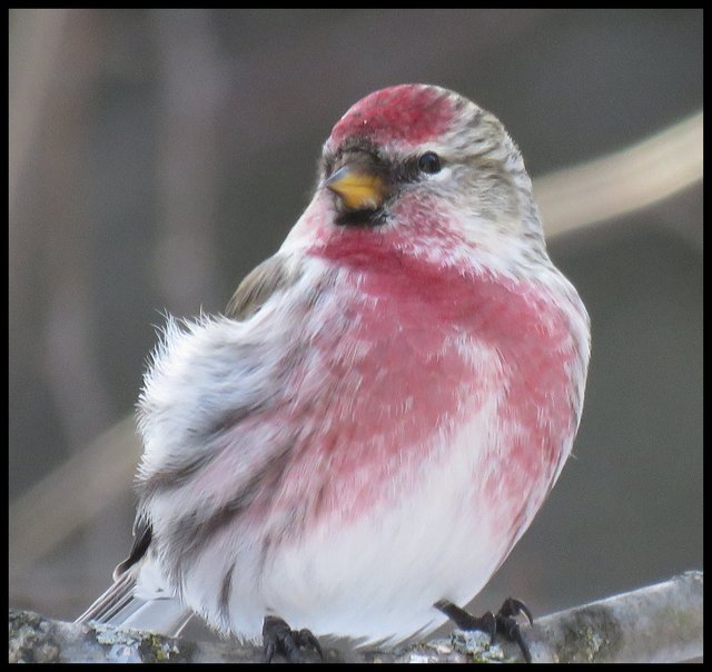 close up male redpoll with red on chest.JPG