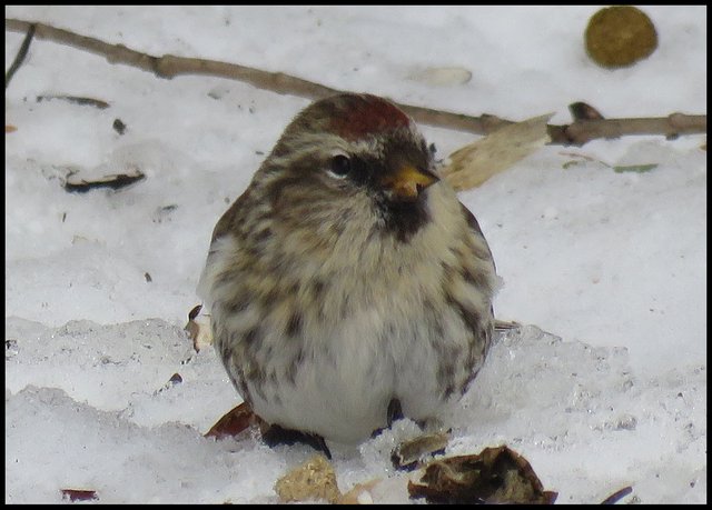 close up female redpoll in snow cute.JPG