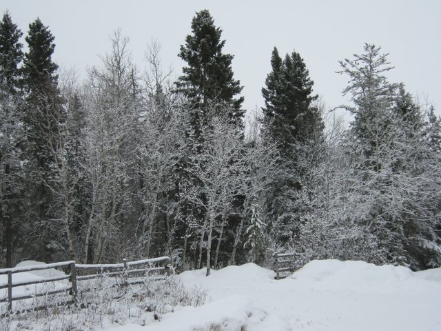 neighbors fence and snowy trees.JPG
