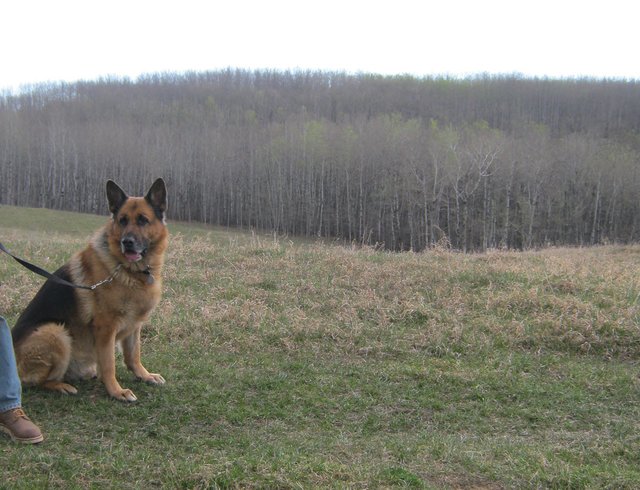 Bruno on hill first flush of green in background.JPG