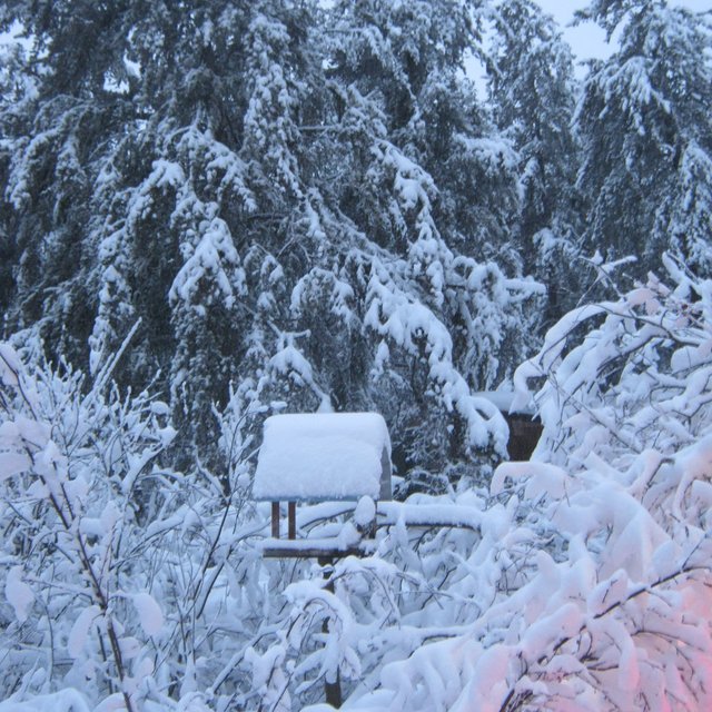 bird feeder and snowy trees.JPG