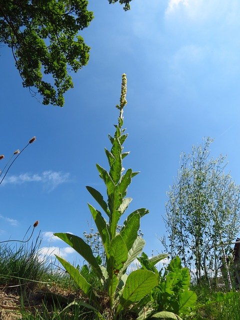 commonmullein354661_640.jpg