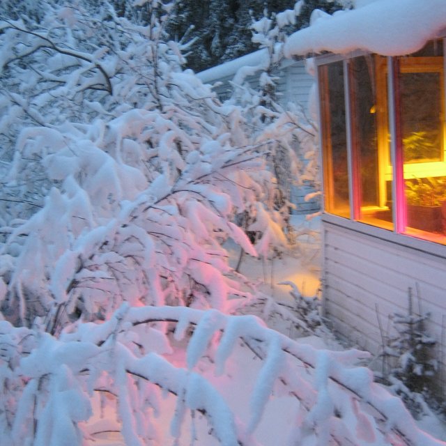 warm glow of grow room on snow laden trees.JPG