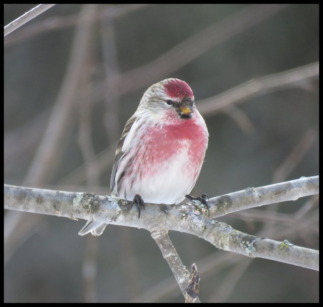 close up male redpoll with red chest on branch.JPG