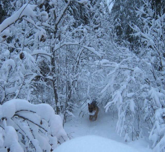 Bruno running under trees by snow laden apple tree.JPG