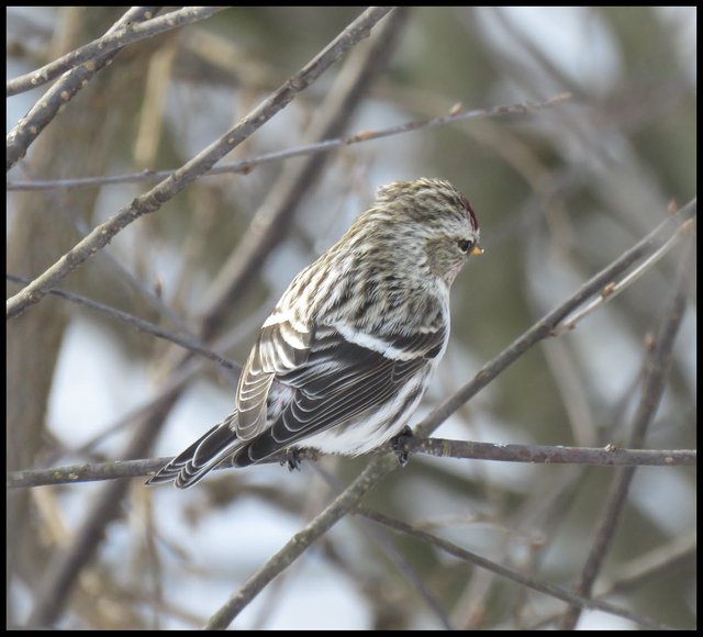 closeup female redpoll on branches side view.JPG