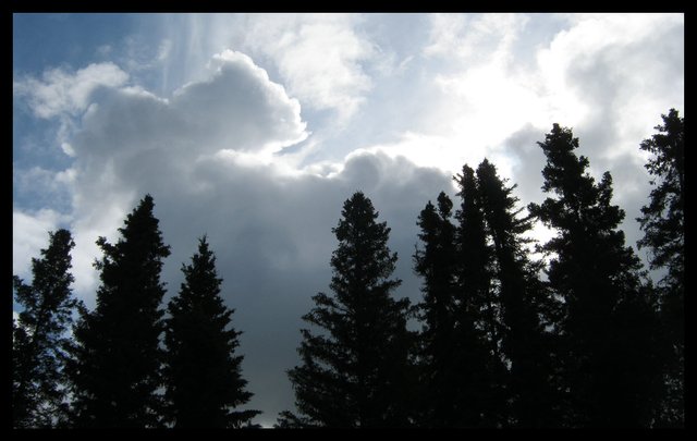 interesting cloud formations over spruce trees.JPG