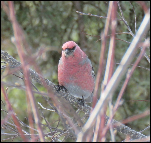 close up male evening grosbeak in redish colored branches.JPG