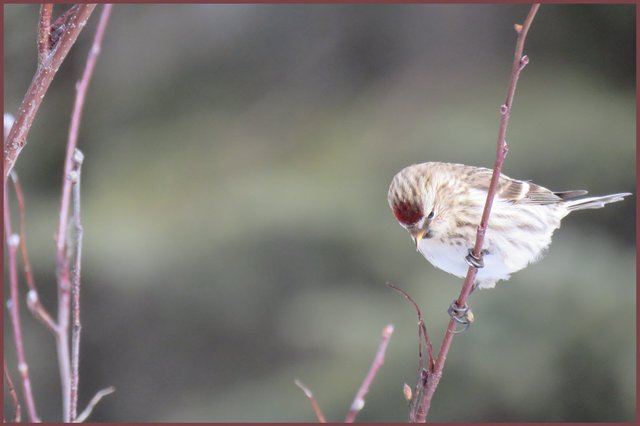 closeup female redpoll on red  branches.JPG