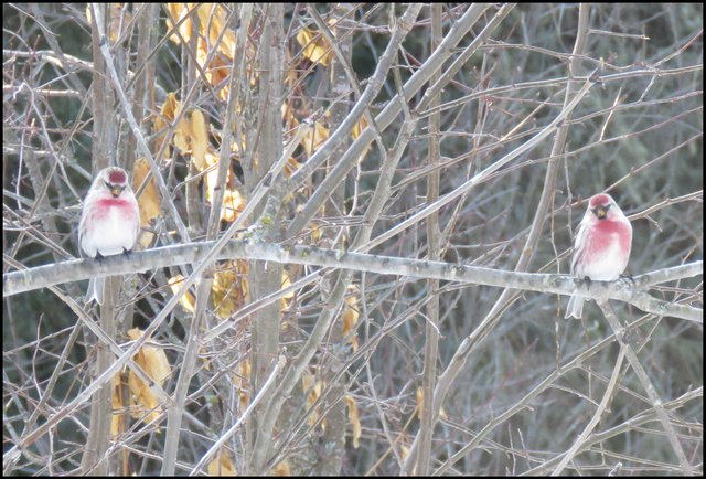 pair of male redpolls with red chests.JPG