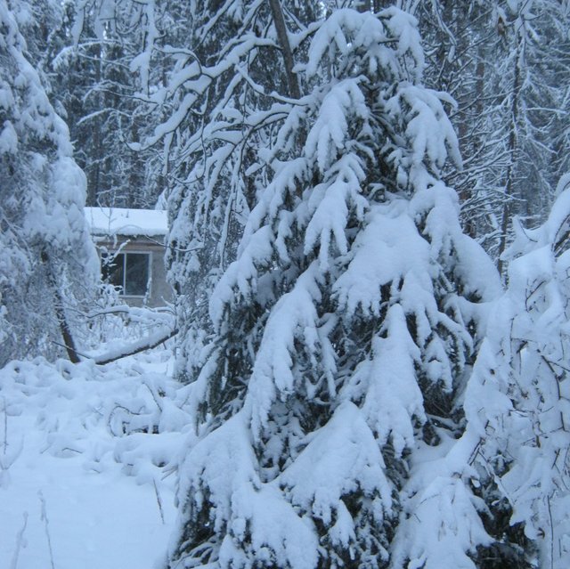 young spruce totally laden with snow well house in background.JPG