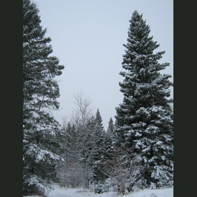 tall spruce at entrance to our driveway.JPG