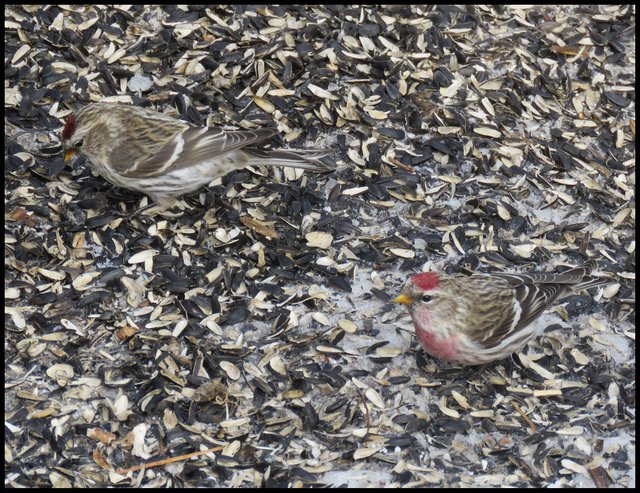 male and female redpolls in sunflower seed shells.JPG