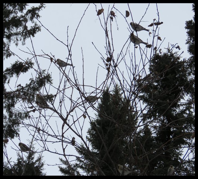 group of redpolls on tree top silhouetted.JPG