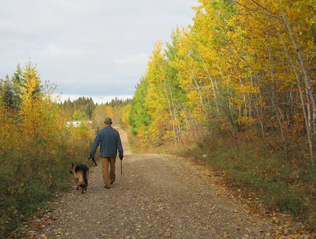 don walking Bruno on road with fall colored leaves on trees.JPG