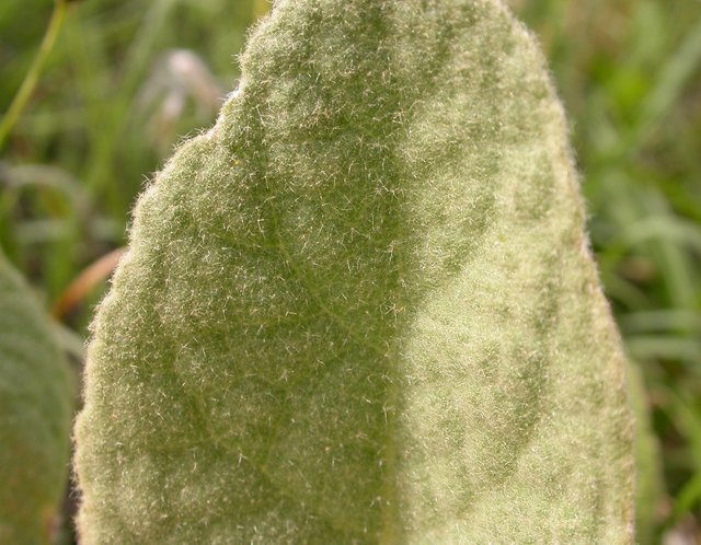 Mullein Leaf Texture closeup.JPG