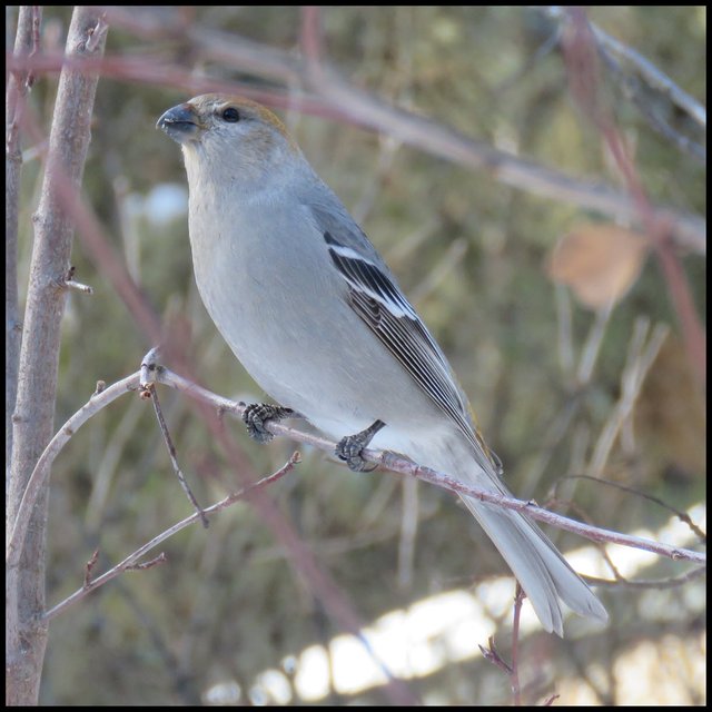 closeup female pine grosbeck.JPG