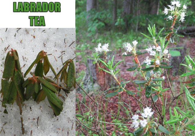 Labrador tea flowers PLUS IN SNOW IN WINTER.JPG