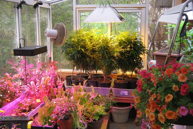 indoor sunroom with flowers in foreground and Cannabis in background plus lettuce.JPG