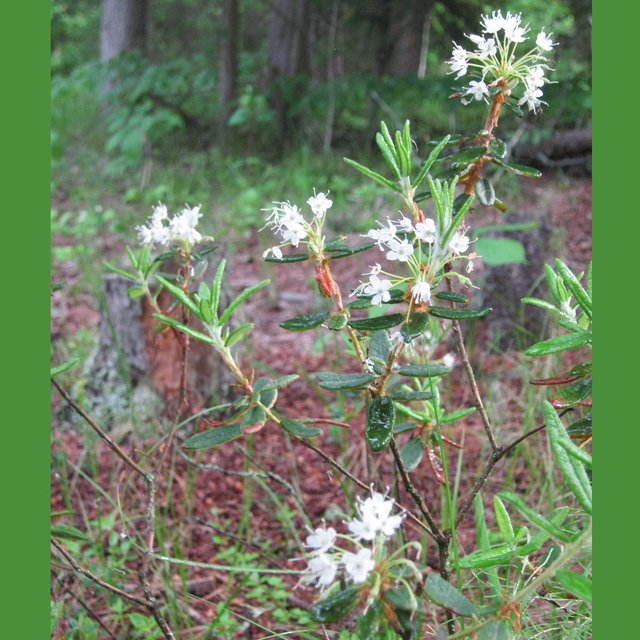 Labrador tea flowers.JPG