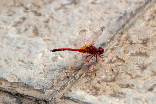 insecto_rojo_preludiocosmico_0113.jpg